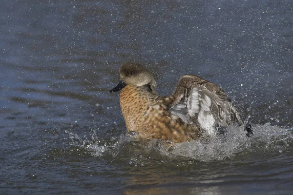 พาตาโกเน Crested Duck Lophonetta Specularioides Specularioides แสดงส าหร ในช วงต — ภาพถ่ายสต็อก