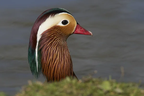 Pato Mandarim Macho Aix Galericulata Mostrando Plumagem Ornamentada Colorida — Fotografia de Stock