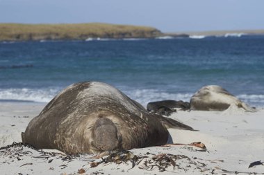 Falkland Adaları 'ndaki Deniz Aslanı Adası' ndaki bir yosun plajında yatan Güney Erkek Fil Foku (Mirounga Leonina).