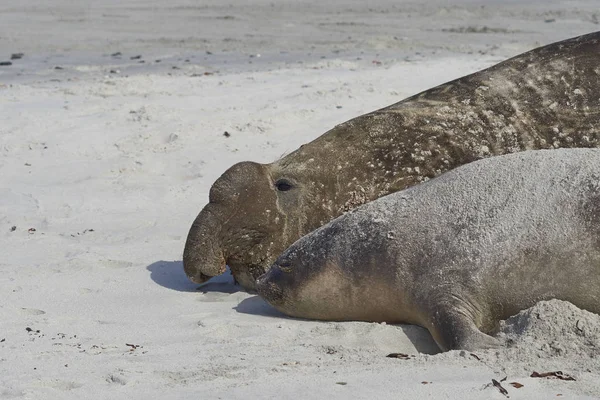 Elefantes Marinos Del Sur Mirounga Leonina Una Playa Arena Isla — Foto de Stock