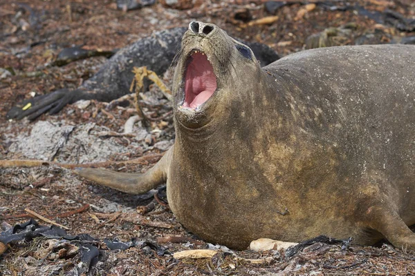 Southern Elephant Seals Mirounga Leonina Песчаном Пляже Острове Силион Фолклендских — стоковое фото