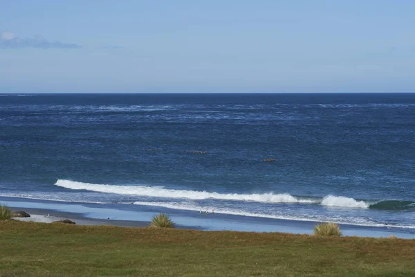 Stora Grupper Falkland Ångaren Ankor Tachyeres Brachypterus Havet Utanför Kusten — Stockfoto