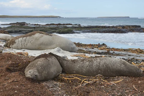 Elefantes Marinos Del Sur Mirounga Leonina Una Playa Arena Isla — Foto de Stock