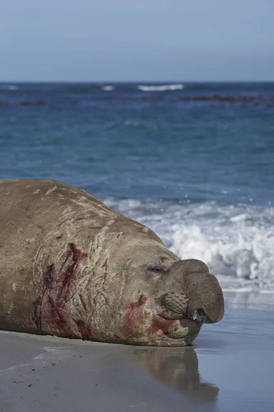 Foca Elefante Macho Cicatrizada Batalla Mirounga Leonina Durante Temporada Cría —  Fotos de Stock