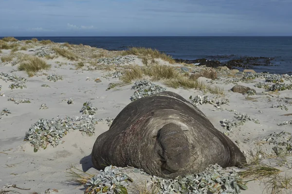 フォークランド諸島の海のライオン島の砂丘の中で横になっている南のオスのゾウアザラシ属 Leonina — ストック写真