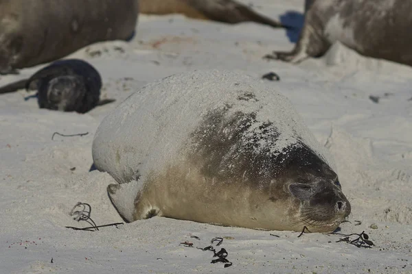 Phoques Éléphants Sud Mirounga Leonina Sur Une Plage Sable Fin — Photo