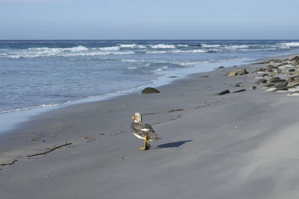 Falkland Steamer Duck Tachyeres Brachypterus Uma Praia Areia Ilha Leão — Fotografia de Stock
