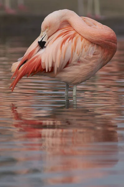 Rosa Och Vit Chilenska Flamingos Phoenicopterus Chilensis Sjö Vid Slimbridge — Stockfoto