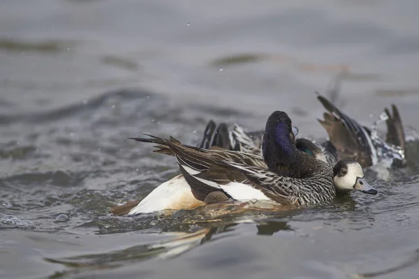 Chiloe Wigeon Mareca Sibilatrix Combatte Uno Stagno Slimbridge Nel Gloucestershire — Foto Stock