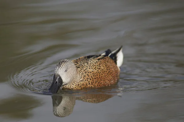 Red Shoveler Spatula Platalea Nuota Uno Stagno Slimbridge Nel Gloucestershire — Foto Stock