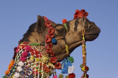 Nagaur, Rajasthan, Hindistan - 13 Şubat 2008: Nagaur, Rajasthan, Hindistan'da yıllık hayvancılık festivalinde süslenmiş deve. 