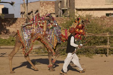 Nagaur, Rajasthan, Hindistan - 13 Şubat 2008: Nagaur, Rajasthan, Hindistan'da yıllık hayvancılık festivalinde süslenmiş deve. 