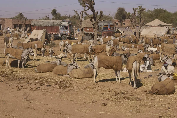 Nagaur Rajasthan India Februar 2008 Reihen Angebundene Rinder Beim Jährlichen — Stockfoto