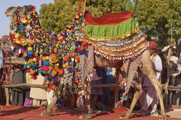 印度拉贾斯坦邦那加努尔 2008 在印度拉贾斯坦邦纳古尔举行的年度牲畜节上装饰骆驼 — 图库照片