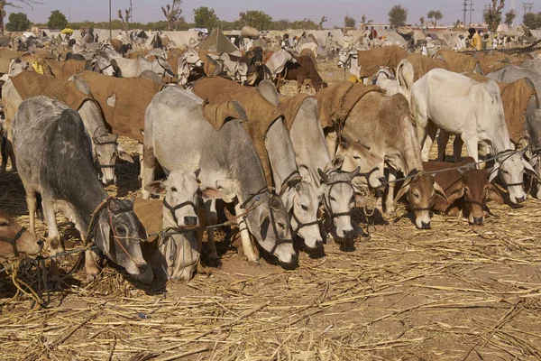 印度拉贾斯坦邦那加努尔 2008年2月13日 在印度拉贾斯坦邦那加古尔举行的年度牲畜节上 牛群被一排排拴住 — 图库照片