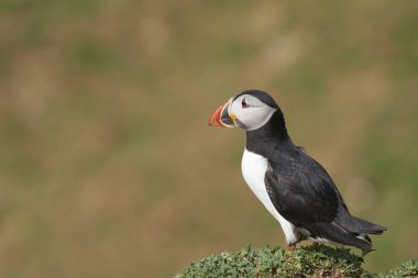  Atlantik puffin (Fratercula arctica) Galler Pembrokeshire kıyılarında Skomer Adası'nda baharda, İngiltere                            
