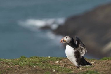  Atlantik puffin (Fratercula arctica) Galler Pembrokeshire kıyılarında Skomer Adası'nda baharda, İngiltere                            