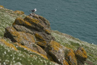 Galler Pembrokeshire kıyılarında Skomer Adası'nda Bahar, İngiltere.