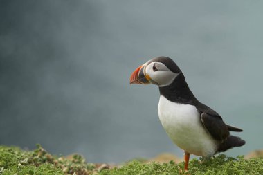  Atlantik puffin (Fratercula arctica) Galler Pembrokeshire kıyılarında Skomer Adası'nda baharda, İngiltere                            