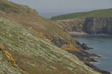 Galler Pembrokeshire kıyılarında Skomer Adası'nda Bahar, İngiltere.