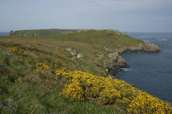 Galler Pembrokeshire Kıyısında Bahar Çiçekleri Ngiltere Arka Planda Skomer Adası — Stok fotoğraf