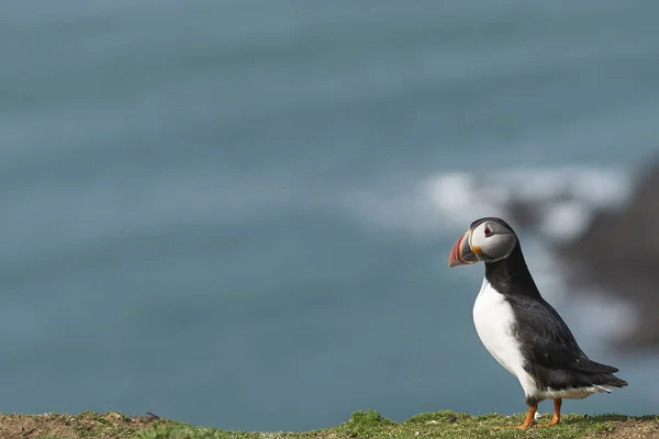 Puffin Atlântico Fratercula Arctica Primavera Ilha Skomer Largo Costa Pembrokeshire — Fotografia de Stock