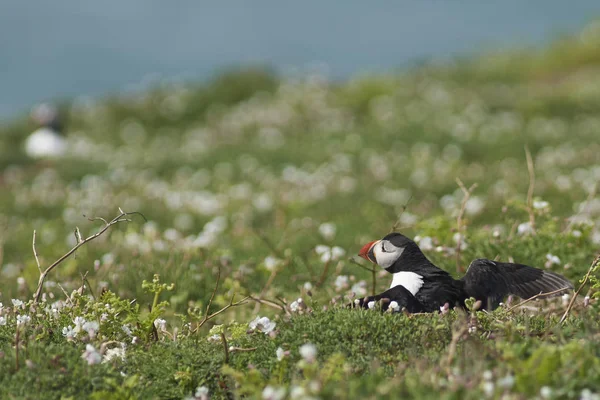 Atlantic Puffin Fratercula Arctica Spring Skomer Island Coast Pembrokeshire Wales — Stock Photo, Image