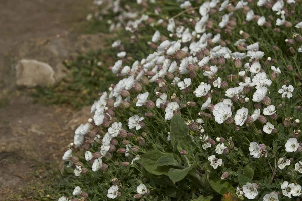 Primavera Sull Isola Skomer Largo Della Costa Del Pembrokeshire Galles — Foto Stock