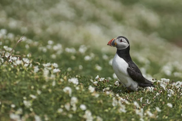 Atlantin Lunni Fratercula Arctica Keväällä Skomer Islandilla Pembrokeshiren Rannikolla Walesissa — kuvapankkivalokuva