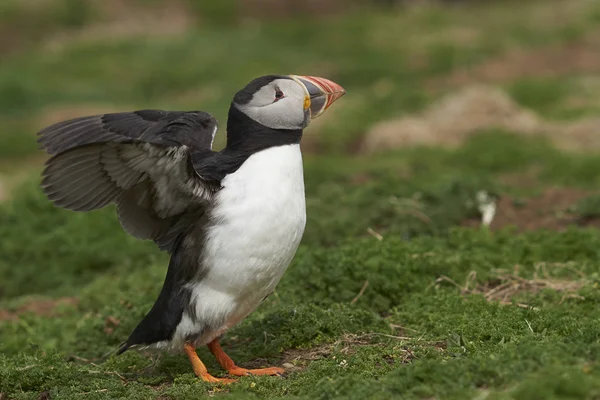 Puffin Atlântico Fratercula Arctica Primavera Ilha Skomer Largo Costa Pembrokeshire — Fotografia de Stock