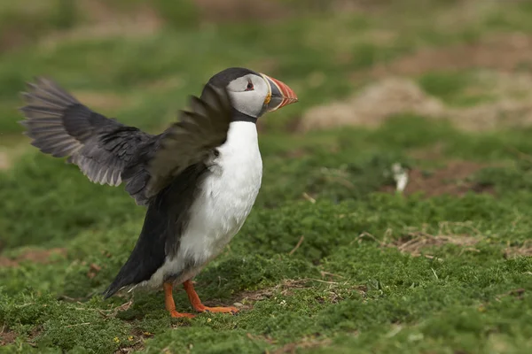 Atlantik Puffin Fratercula Arctica Galler Pembrokeshire Kıyılarında Skomer Adası Nda — Stok fotoğraf