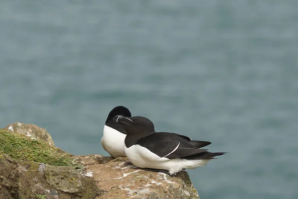 Razorbill Alca Torda Pár Egy Csupasz Sziklán Skomer Szigetének Szikláin — Stock Fotó