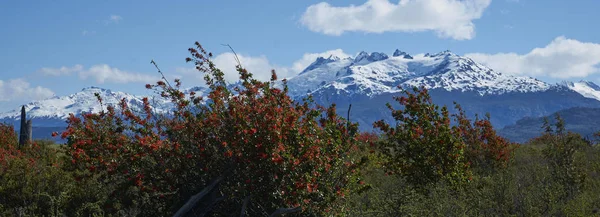 Cespugli Fiamma Fioriti Lungo Carretera Austral Accanto Alle Acque Azzurre — Foto Stock