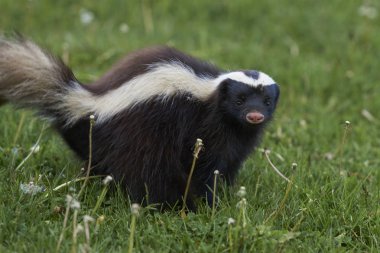 Valle Chacabuco, Patagonia, Şili yemek arama Humboldt'un kokarca (Conepatus humboldti) domuz burunlu