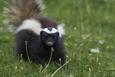 Valle Chacabuco, Patagonia, Şili yemek arama Humboldt'un kokarca (Conepatus humboldti) domuz burunlu