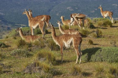 Guanaco (Lama guanicoe) in Valle Chacabuco, northern Patagonia, Chile.
