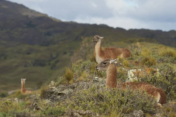 Guanaco Lama Guanicoe Valley Chacabuco เหน Patagonia — ภาพถ่ายสต็อก