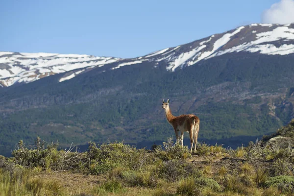 Guanaco Lama Guanicoe Valle Chacabuco Nördliches Patagonien Chili — Stockfoto