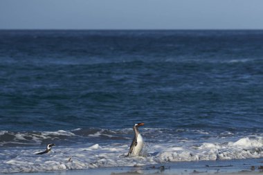 Gentoo Penguenleri (Pygoscelis papua) Falkland Adaları 'ndaki Deniz Aslanı Adası' nda beslendikten sonra kıyıya çıkarlar..