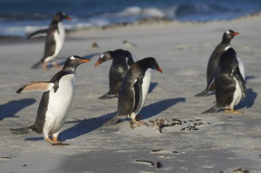Deniz aslanı Adası Falkland Adaları'nda bir kum plajındaki Gentoo penguenleri (Pygoscelis papua).