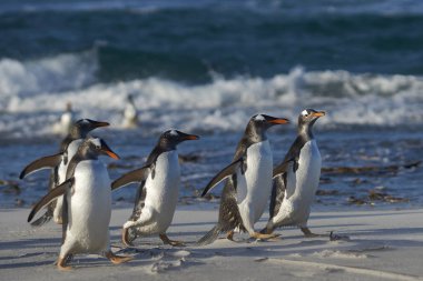 Deniz aslanı Adası Falkland Adaları'nda bir kum plajındaki Gentoo penguenleri (Pygoscelis papua).