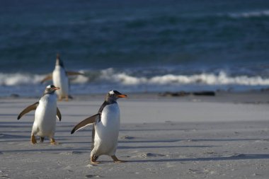Deniz aslanı Adası Falkland Adaları'nda bir kum plajındaki Gentoo penguenleri (Pygoscelis papua).