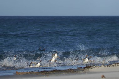 Gentoo Penguenleri (Pygoscelis papua) Falkland Adaları 'ndaki Deniz Aslanı Adası' nda beslendikten sonra kıyıya çıkarlar..