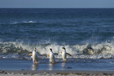 Gentoo Penguenleri (Pygoscelis papua) Falkland Adaları 'ndaki Deniz Aslanı Adası' nda beslendikten sonra kıyıya çıkarlar..