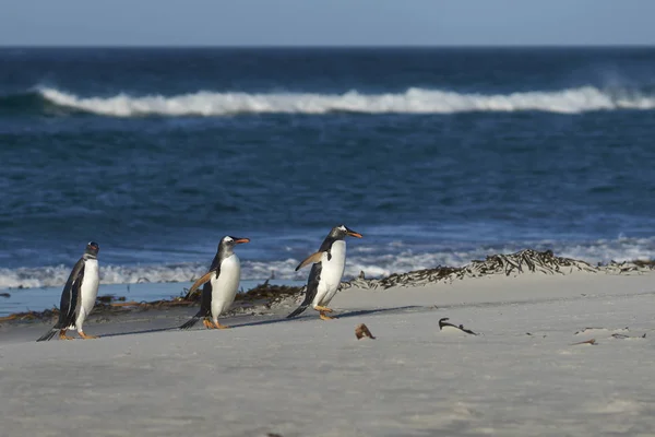 Gentoo Pingvin Pygoscelis Pápua Egy Homokos Strandján Oroszlánfóka Szigeten Falkland — Stock Fotó