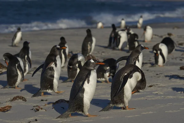 Gentoo Penguins Pygoscelis Papua Una Playa Arena Isla Sea Lion —  Fotos de Stock