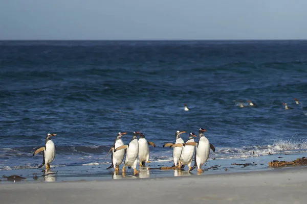 Gentoo Penguins Pygoscelis Papua Kommer Iland Efter Utfodring Till Havs — Stockfoto