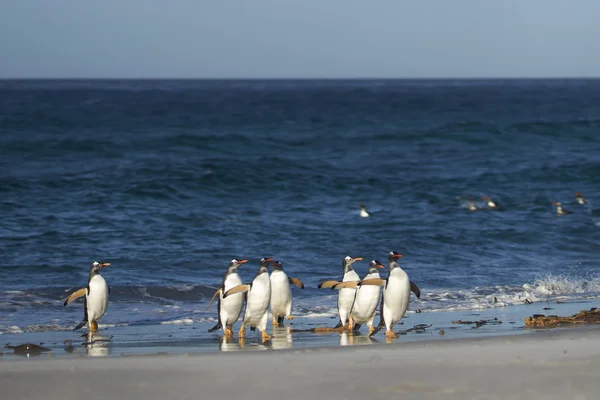 Gentoo Penguins Pygoscelis Papua Coming Ashore Feeding Sea Sea Lion — Stock Photo, Image