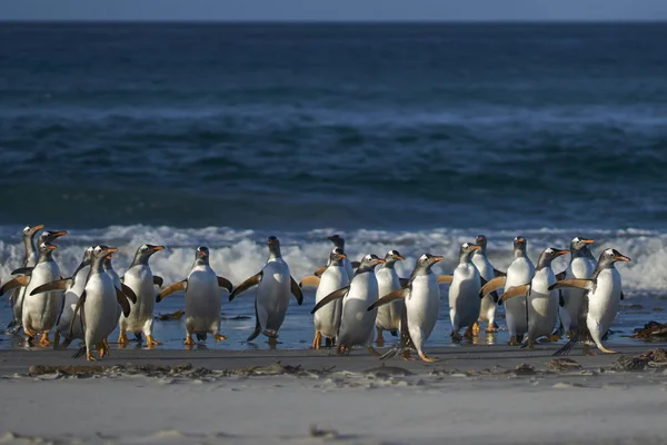 Gentoo Penguins Pygoscelis Papua Coming Ashore Feeding Sea Sea Lion — Stock Photo, Image