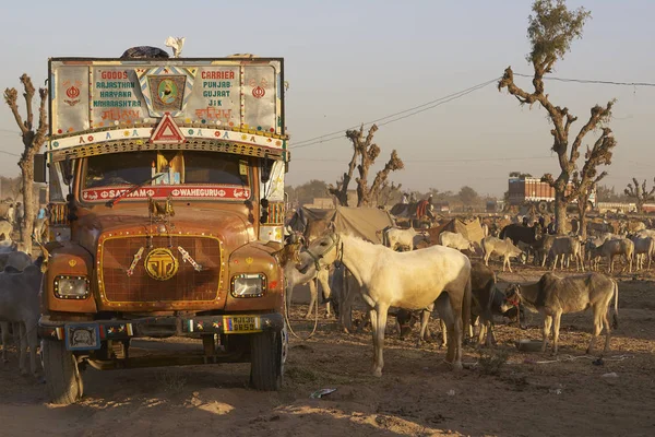 Nagaur Rajastán India Febrero 2008 Caballos Festival Anual Ganado Nagaur — Foto de Stock